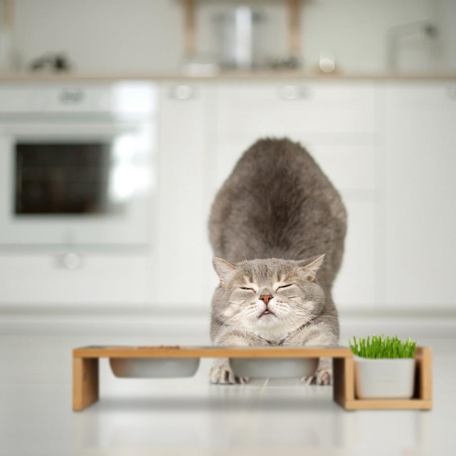 B2X  Katzenfutterstation und Katzengrasnapf 