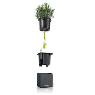 Lechuza Green Wall Home Kit  