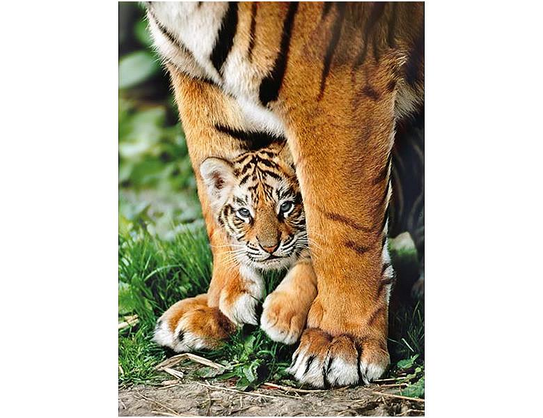 Clementoni  Puzzle Baby Tiger (500Teile) 