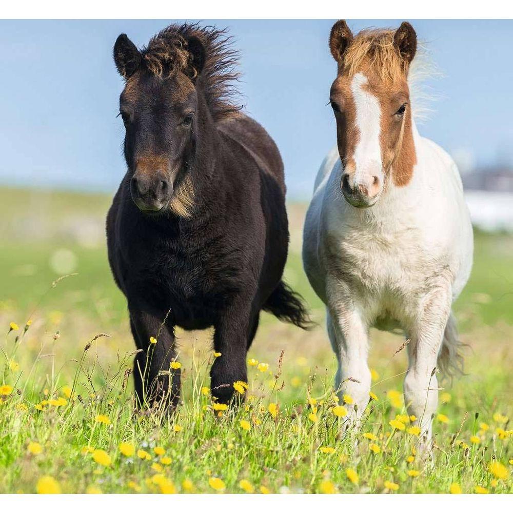 Ravensburger  Ravensburger puzzel Schattige ponys - Drie puzzels - 49 stukjes - kinderpuzzel 