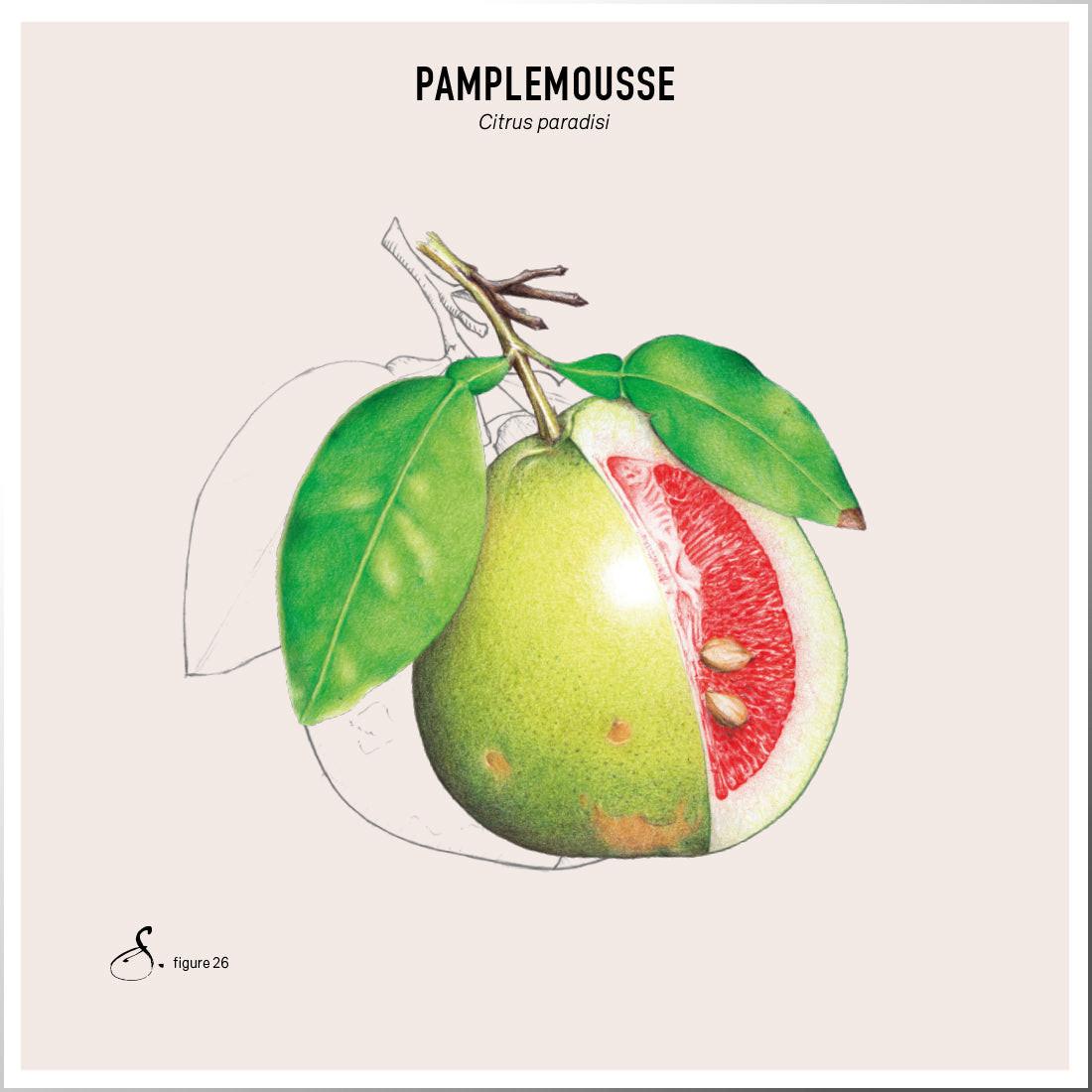 Sekoya Swiss  Percocitrine | Grapefruitkernextrakt 