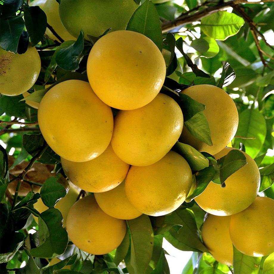 Sekoya Swiss  Percocitrine | Grapefruitkernextrakt 