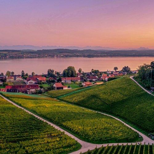 Image of Rebbergführung & Bio-weindegustation In Vully (für 2 Personen) Unisex