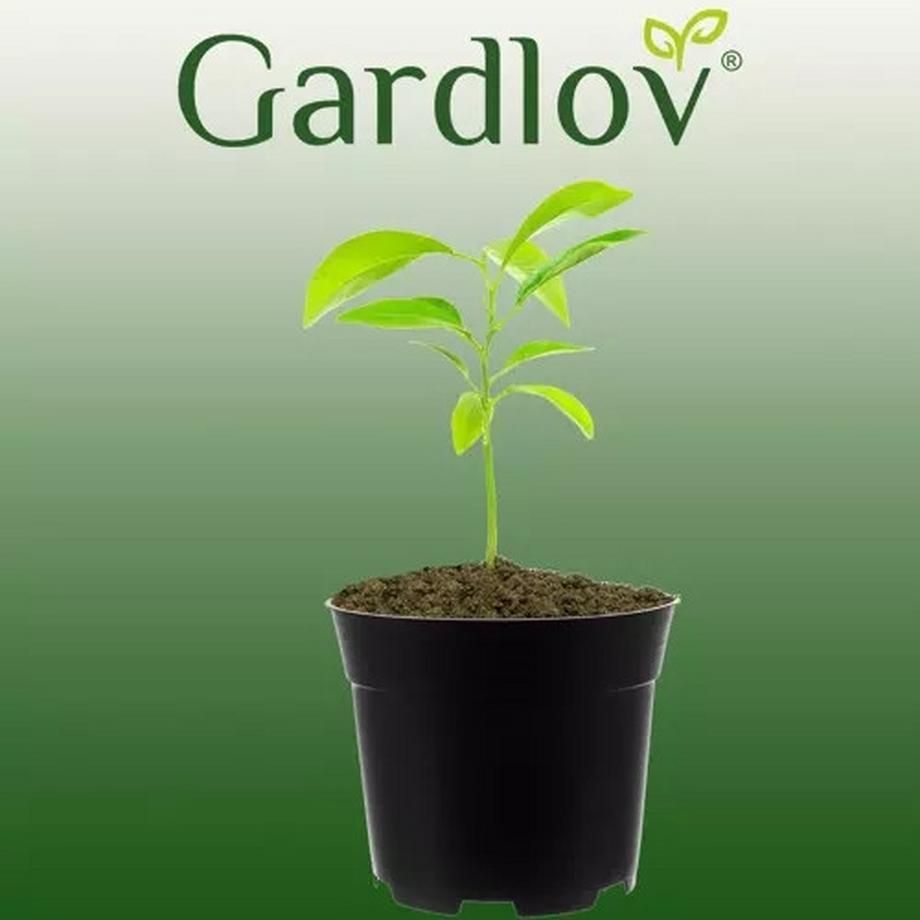 Gardlov Vaso di produzione - set da 500 pz  