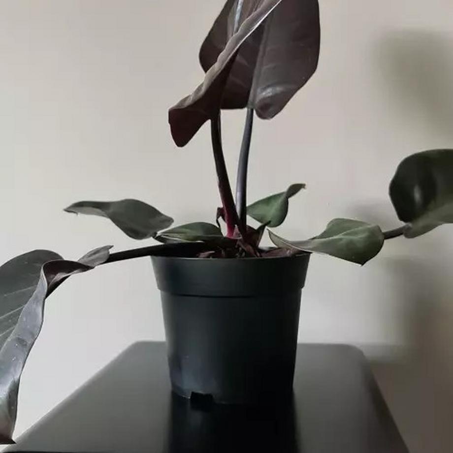 Gardlov Vaso di produzione - set da 500 pz  