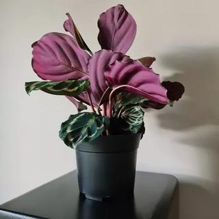 Gardlov Produktionstopf - Set à 500 Stück  