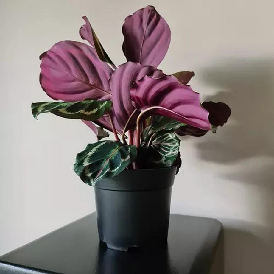 Gardlov Vaso di produzione - set da 500 pz  