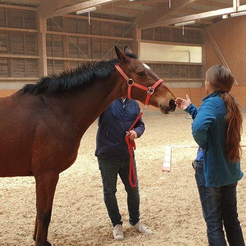 Image of Reittherapie - Für Kind Oder Jugendlicher (für 1 Person) Unisex