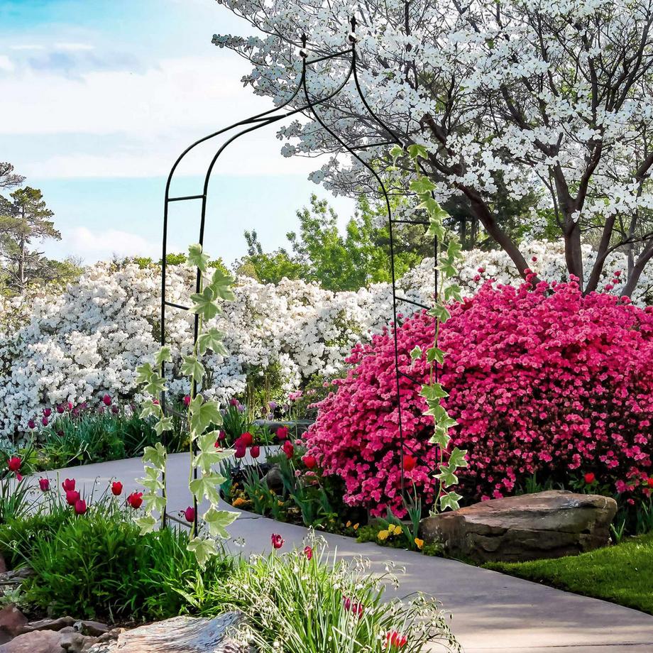 B2X Pizzo fiocco rosa con palline  