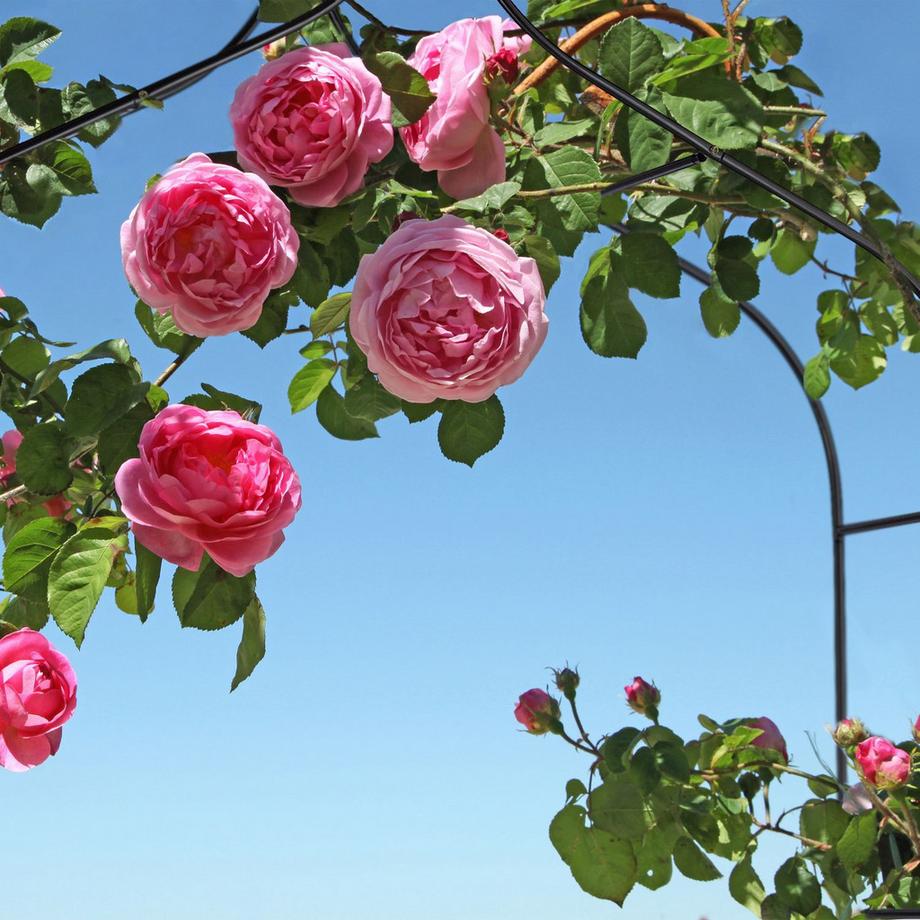 B2X Rosenbogen 255 cm hoch  