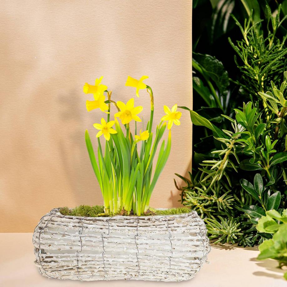 B2X Vaso da fiori curvo - set da 2  