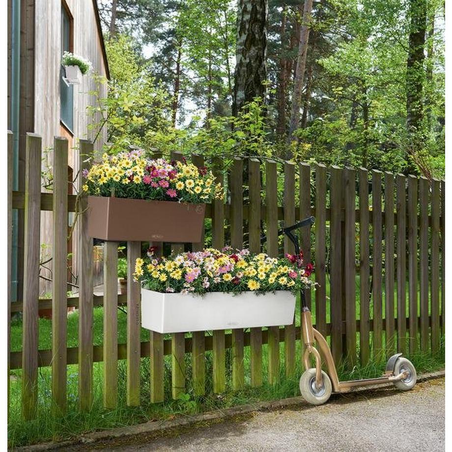 Lechuza BALCONERA Color  