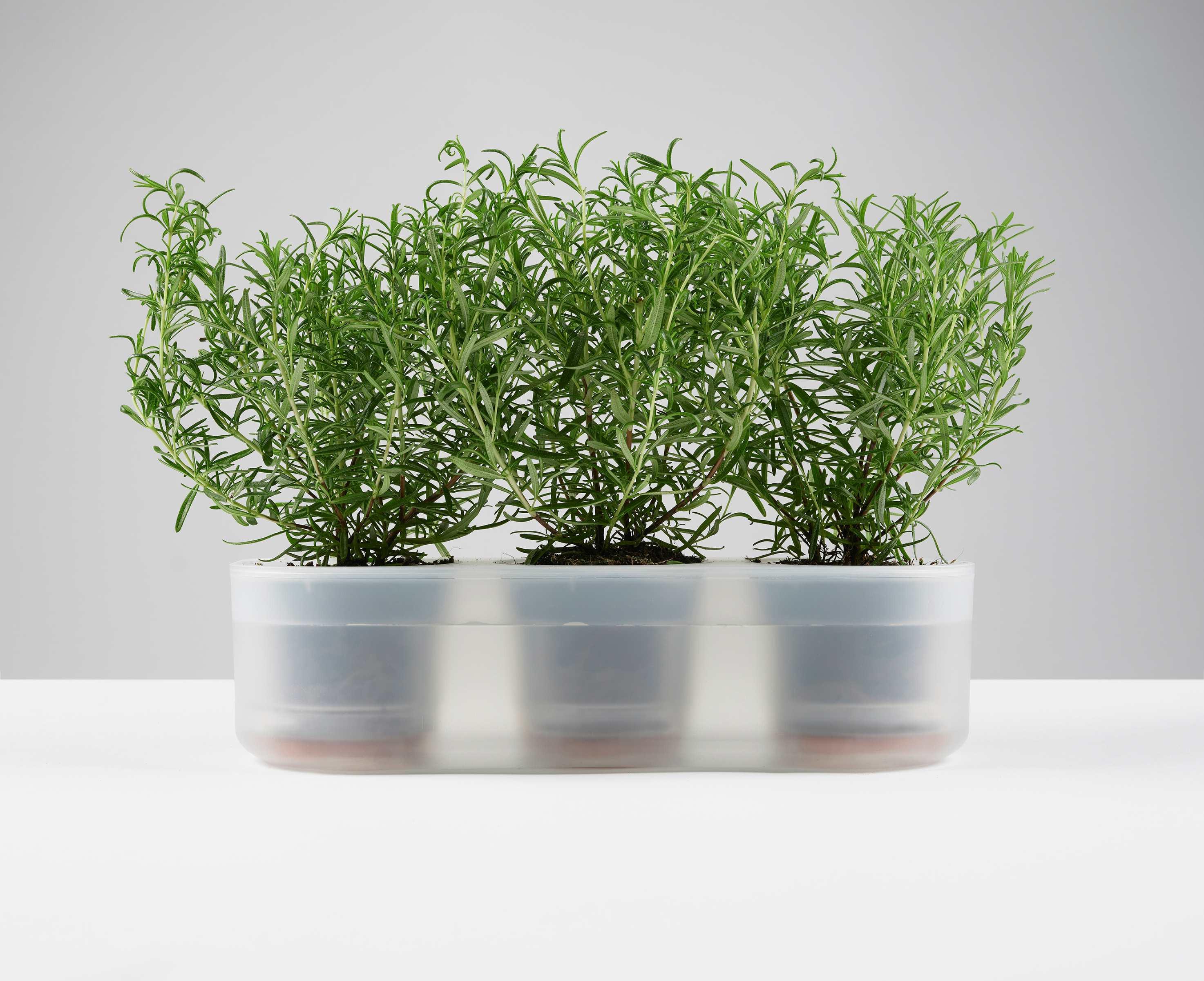 Boskke Till Planter, pot à plantes transparent, lot de 3 avec auto-arrosage  