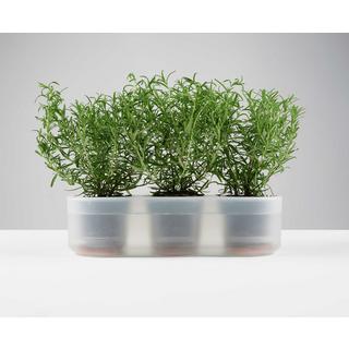 Boskke Till Planter, pot à plantes transparent, lot de 3 avec auto-arrosage  