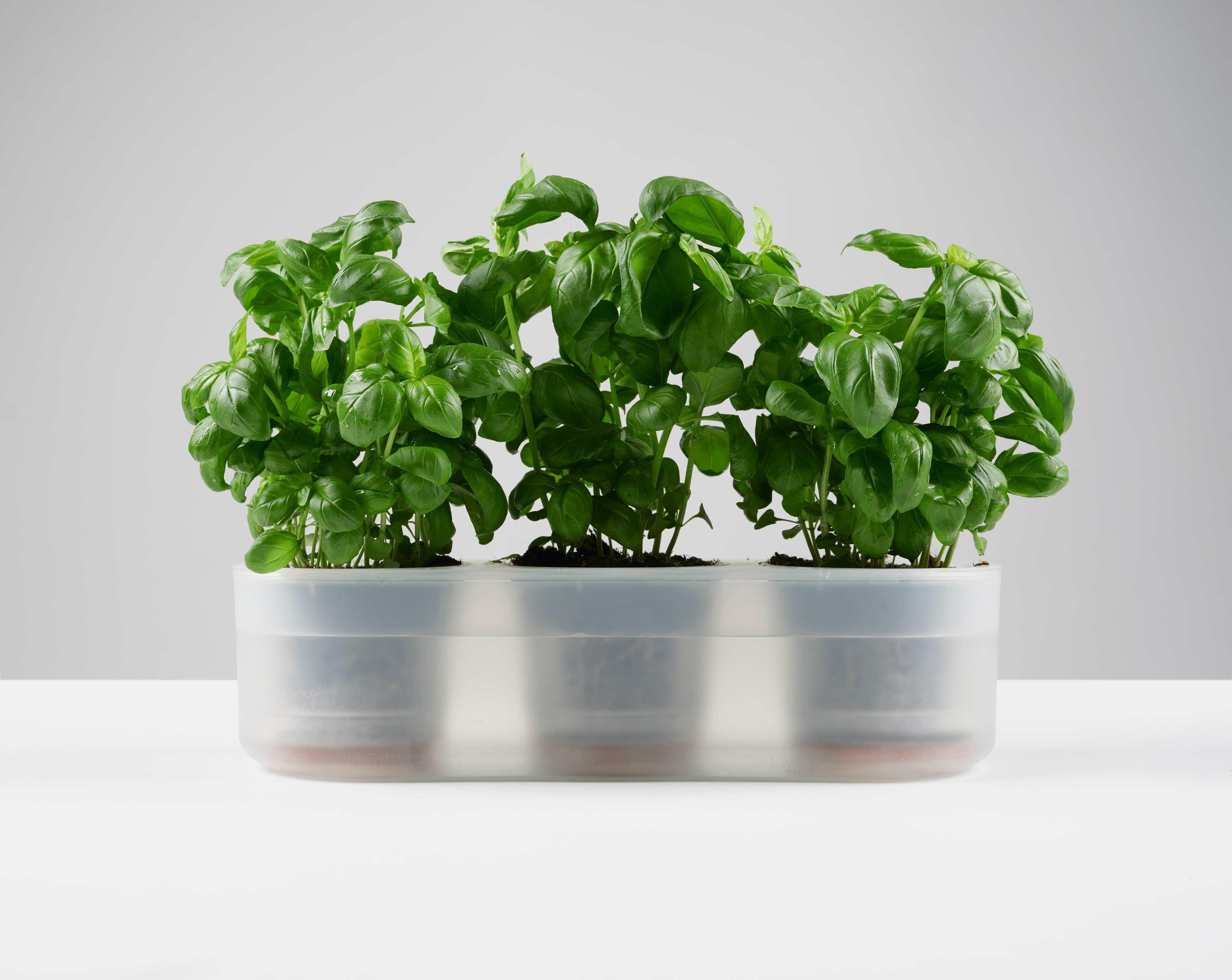 Boskke Till Planter, pot à plantes transparent, lot de 3 avec auto-arrosage  