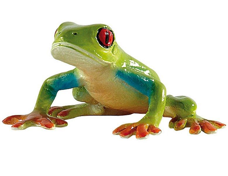 Image of Animal World Rotaugenlaubfrosch
