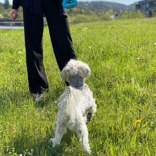 Intirilife  Hunde Kauspielzeug 
