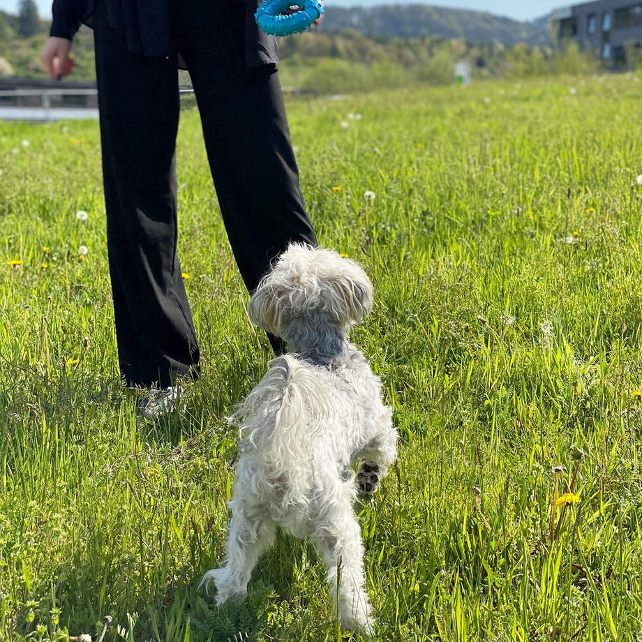 Intirilife  Jouet à mâcher pratique pour chiens 