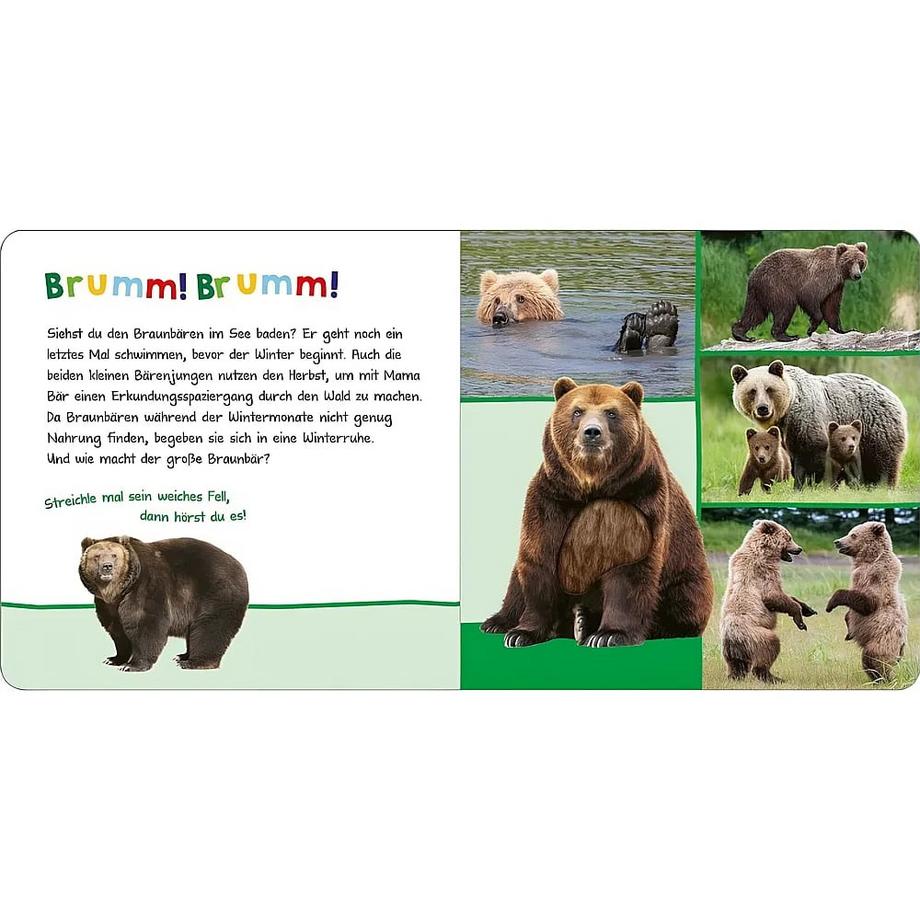 Hör mal rein, wer kann das sein? - Tiere im Herbst Kein Autor Gebundene Ausgabe 