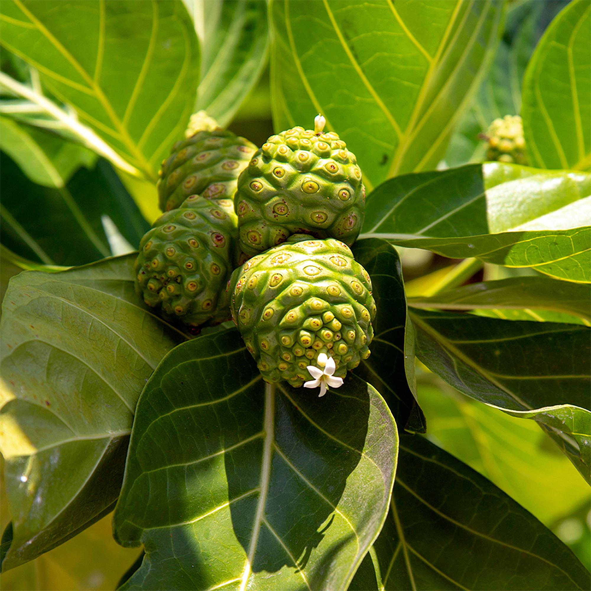 Sekoya Swiss  Noni | Extrakt aus Noni-Saft 