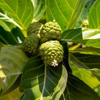 Sekoya Swiss  Noni | Extrakt aus Noni-Saft 