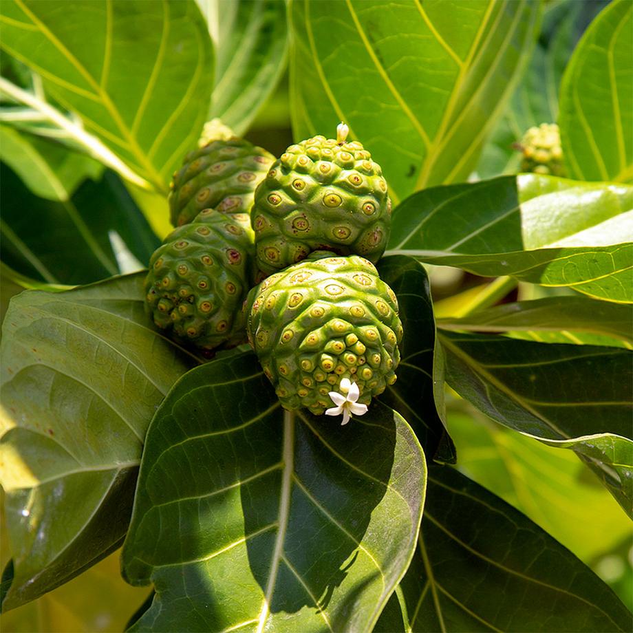 Sekoya Swiss  Noni | Extrakt aus Noni-Saft 