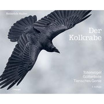 Der Kolkrabe - Totenvogel, Götterbote, tierisches Genie