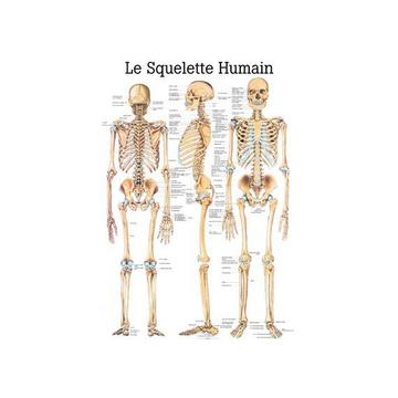 RÜDIGER Lehrtafel Skelett 70 x 100 fr