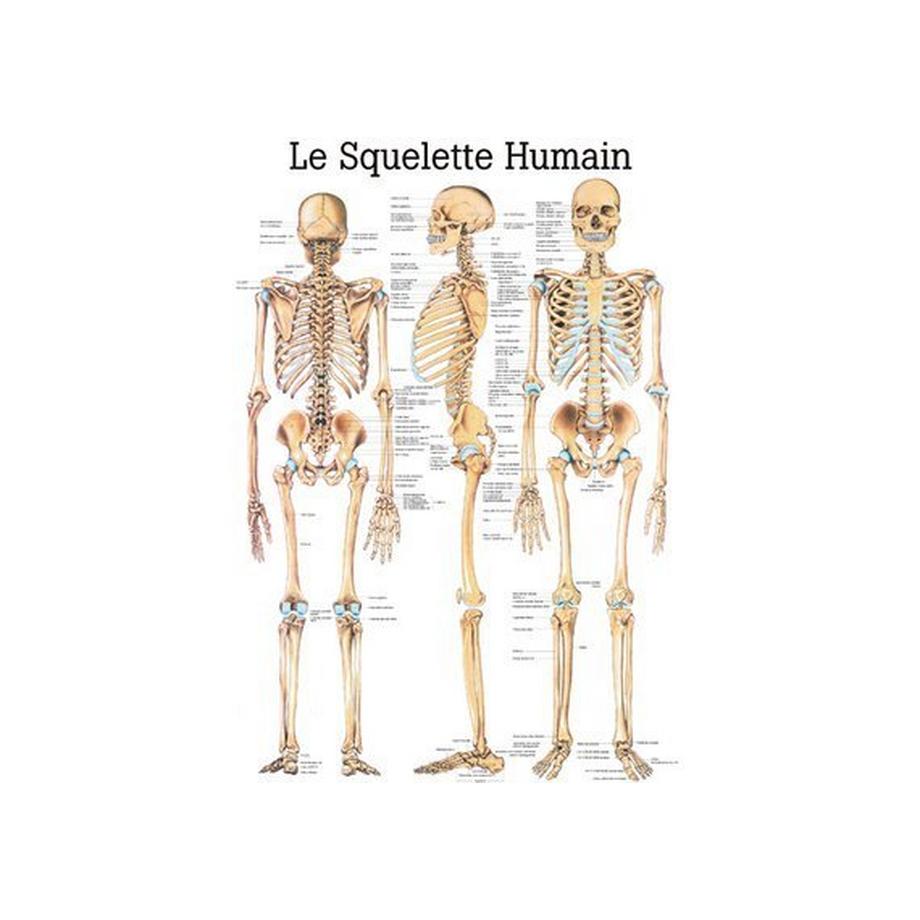 RÜDIGER Lehrtafel Skelett 70 x 100 fr