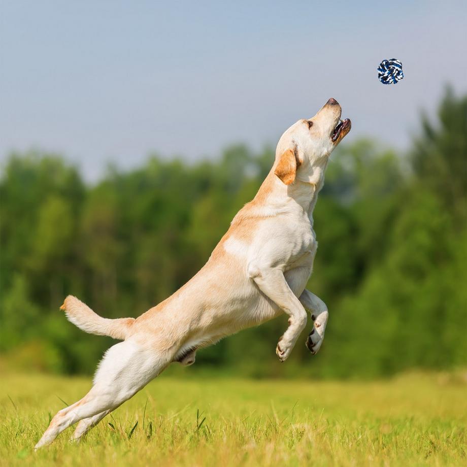 B2X  Ensemble de jouets pour chien en 4 parties 