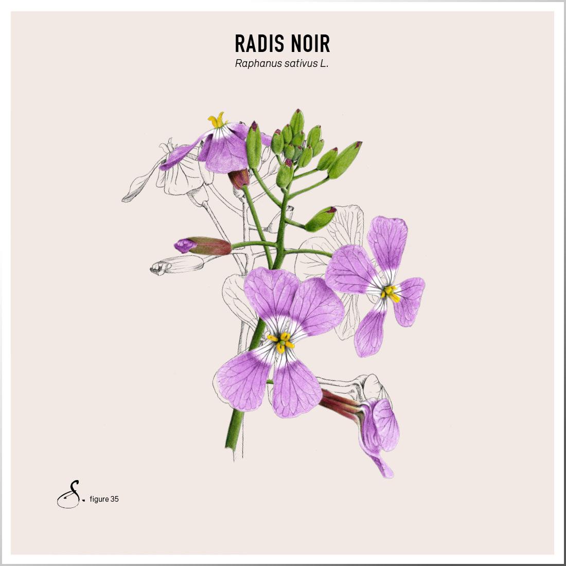 Sekoya Swiss  Schwarzer Rettich & Ingwer | Leberentgiftung 