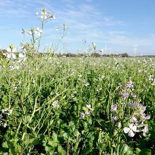 Sekoya Swiss  Schwarzer Rettich & Ingwer | Leberentgiftung 