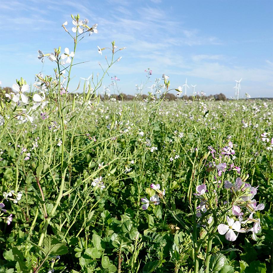 Sekoya Swiss  Schwarzer Rettich & Ingwer | Leberentgiftung 