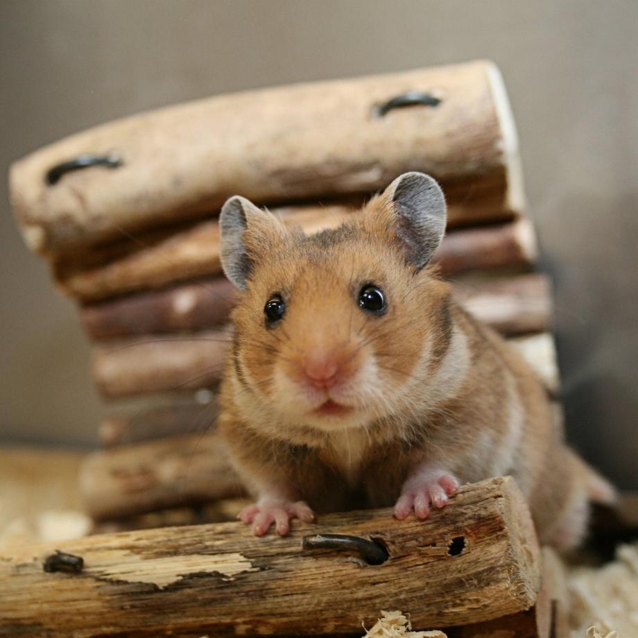 B2X  Hamsterball transparent 