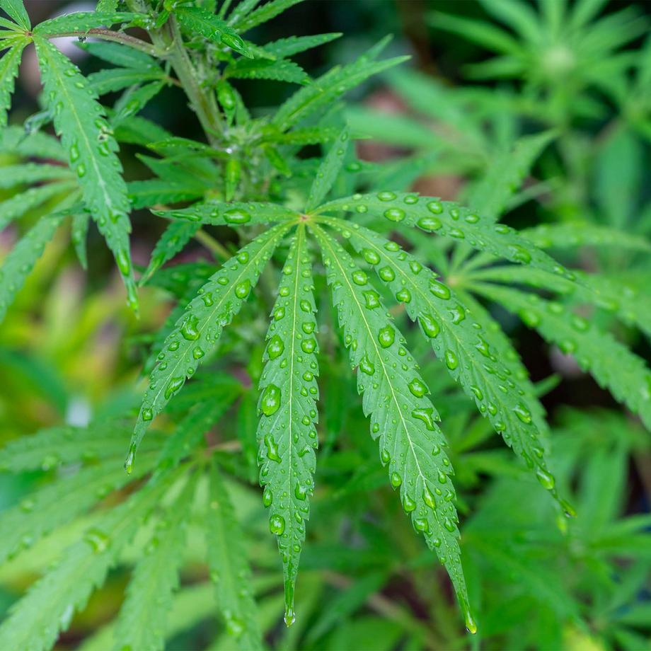 Lotus Bettwaren Lotus Linge de Lit Chanvre  