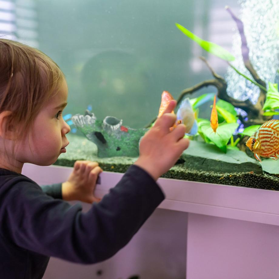 B2X  Aquarium Dekoration Baumstamm 