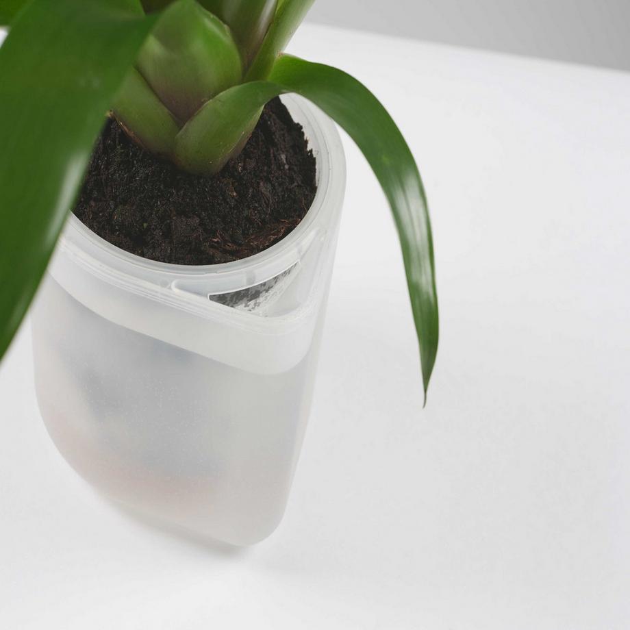 Boskke Till Planter, Transparenter Planzentopf mit Selbstbewässerung  