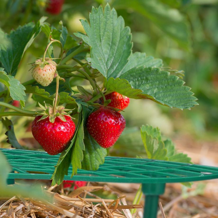 B2X  Coupe-fraise, 10 pièces 