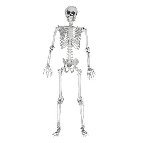 Mikamax  Squelette grandeur nature - 170 cm 
