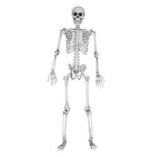 Mikamax  Squelette grandeur nature - 170 cm 