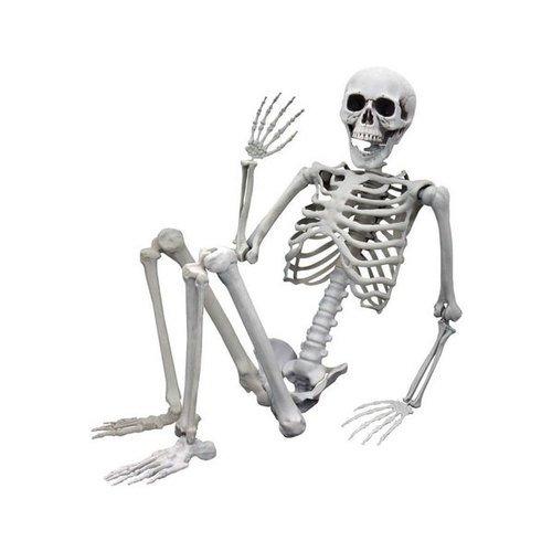 Image of Lebensgrosses Skelett - 170 cm