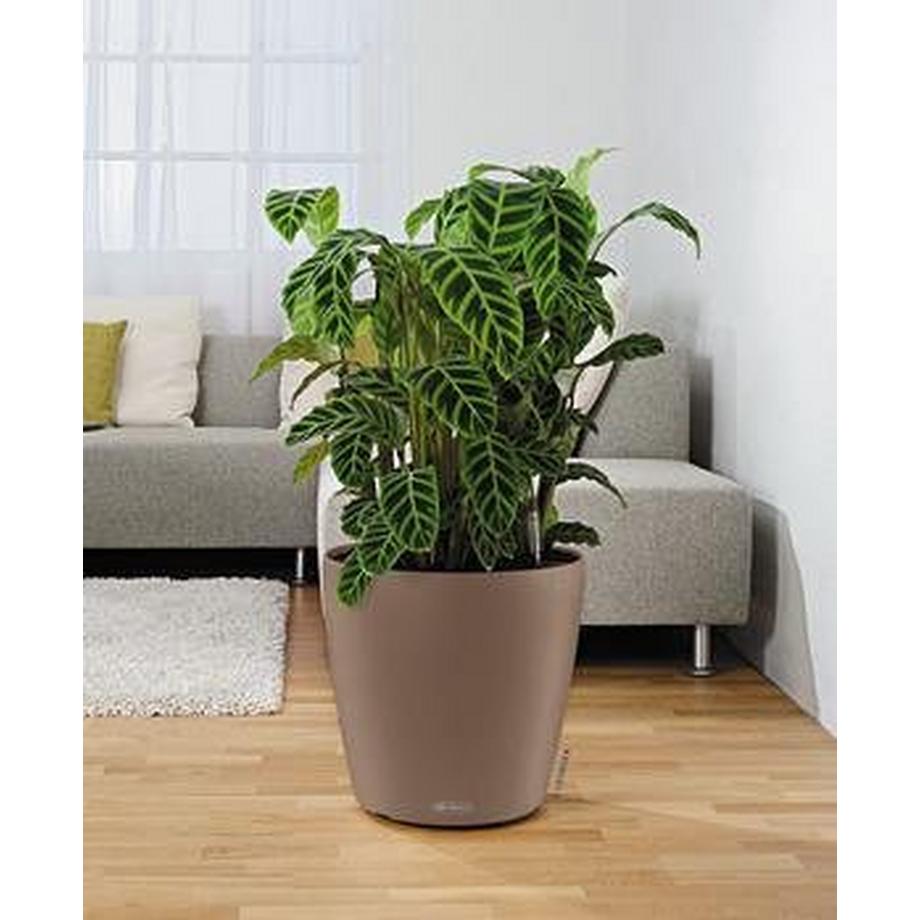 Lechuza Color CLASSICO all-in-one  