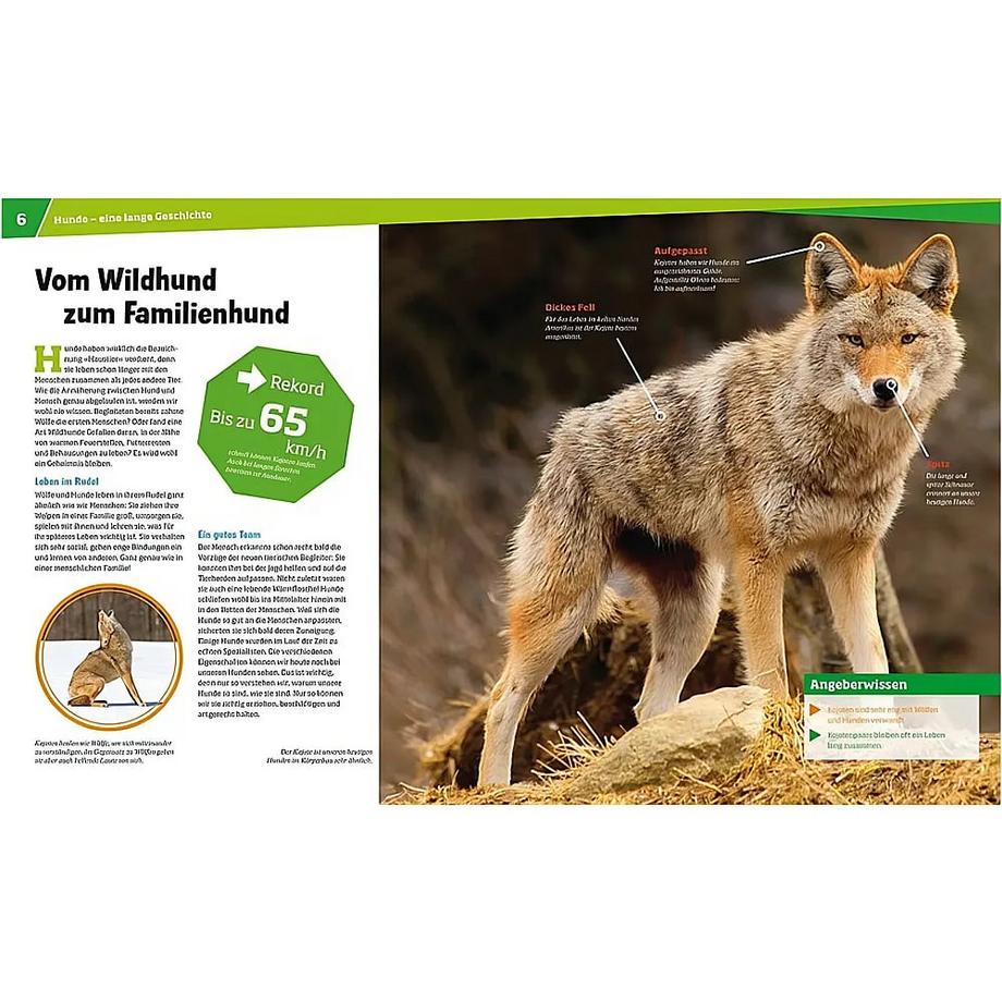 WAS IST WAS Band 11 Hunde. Helden auf vier Pfoten Paxmann, Christine; Brandstetter, Johann (Illustrationen); Milan Illustrations Agency, Elisabetta Ferrero (Illustrationen); Schlegel, Gerhard (Illustrationen) Couverture rigide 