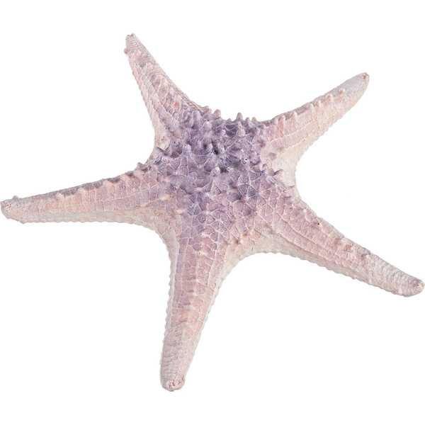 Image of Seestern Veilchenblau 30x29 Seestern Veilchenblau 30x29