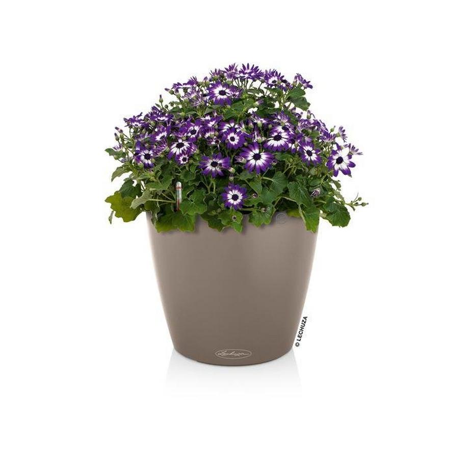 Lechuza Color CLASSICO all-in-one  