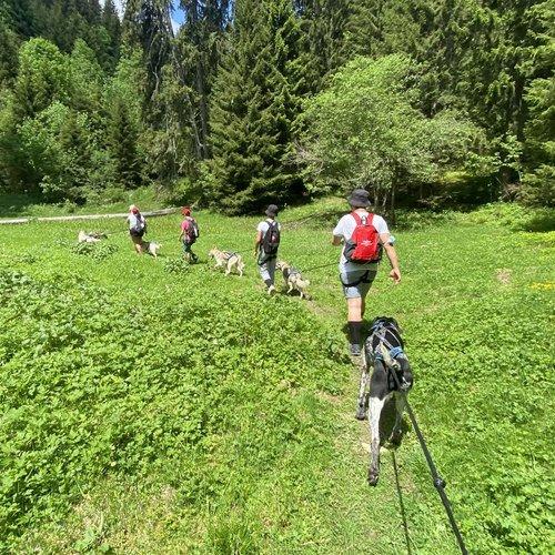 Image of Geniesst Einen Spaziergang Mit Einem Husky (für 2 Personen) Unisex