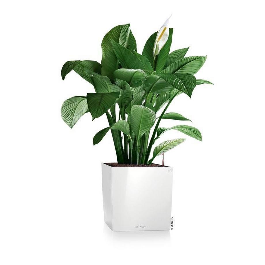 Lechuza Premium Collection CUBE all-in-one  