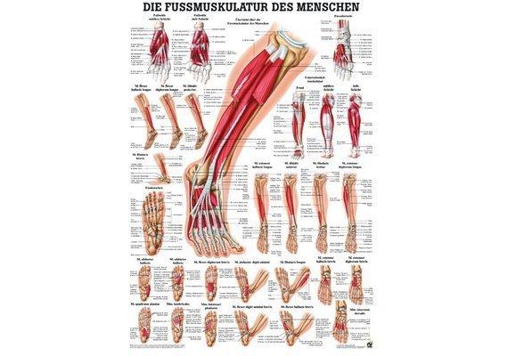 RUEDIGER RÜDIGER Mini-Poster laminiert Fussmuskulatur 23 x 33 de  