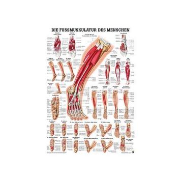 RÜDIGER Mini-Poster laminiert Fussmuskulatur 23 x 33 de