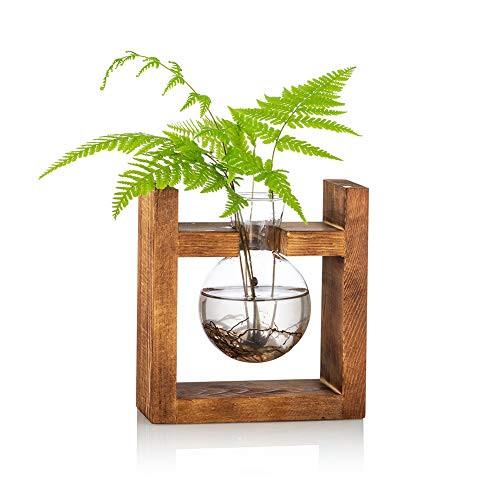 Alopini Station de propagation 1 pièce, Vase d'avocat, Vase de gland en verre pour fleurs, pot de Terrarium, jardinière avec support d'étagère en bois  